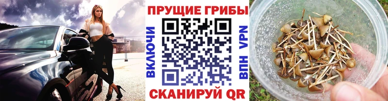 кракен как войти  Пудож  Псилоцибиновые грибы Magic Shrooms  продажа наркотиков 