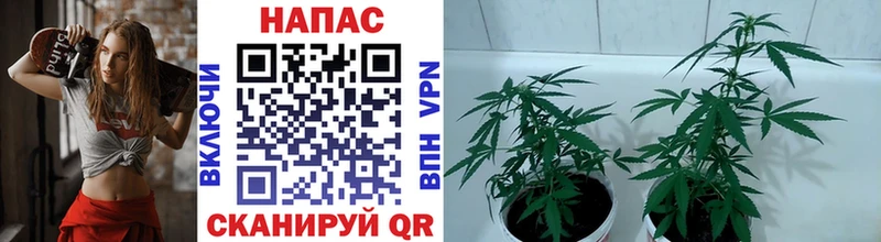 Бошки Шишки гибрид Пудож